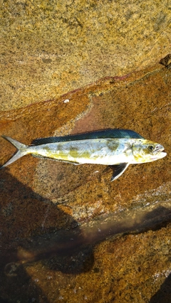 シイラの釣果