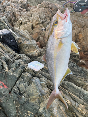 ネリゴの釣果