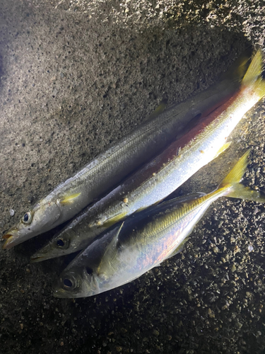 カマスの釣果