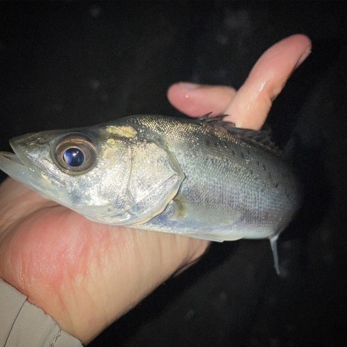 セイゴ（タイリクスズキ）の釣果