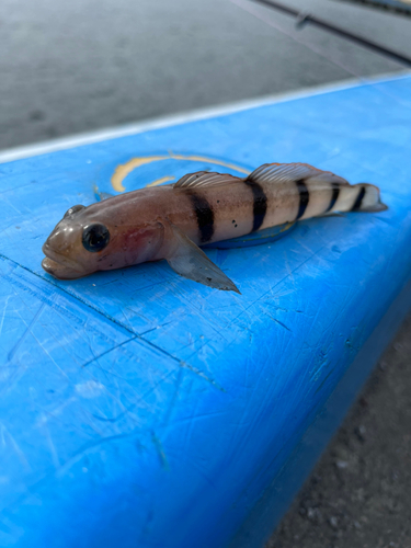 リュウグウハゼの釣果