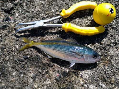 タカベの釣果