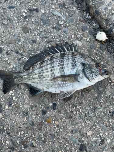 チヌの釣果