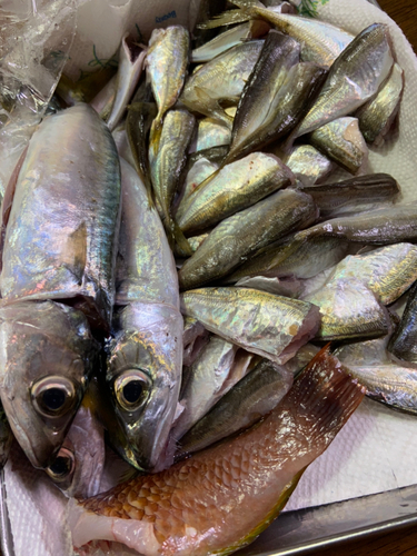 サバの釣果