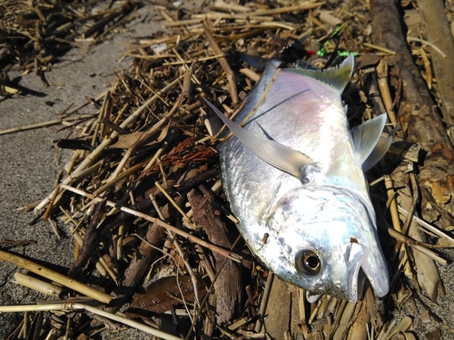 メッキの釣果