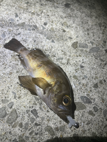 シロメバルの釣果