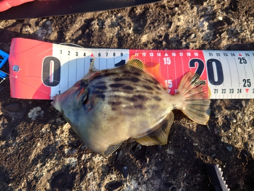 カワハギの釣果