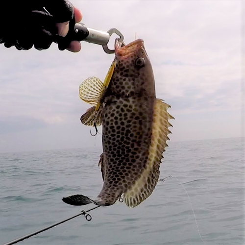 オオモンハタの釣果