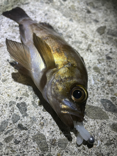 シロメバルの釣果