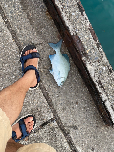 イスズミの釣果