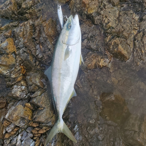 ヤズの釣果