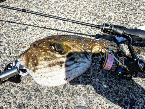 サザナミフグの釣果