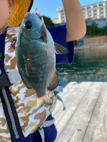 メジロの釣果