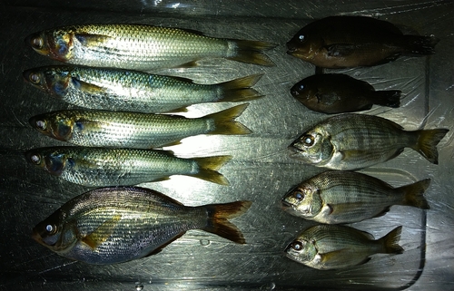 ウミタナゴの釣果