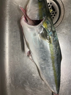 メジロの釣果