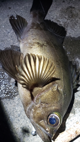 メバルの釣果