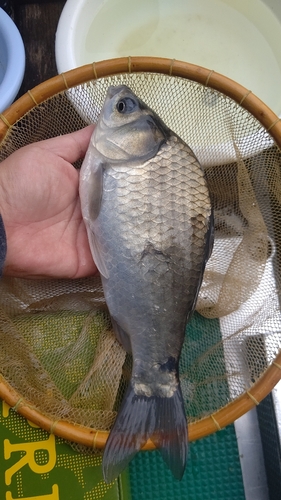 ヘラブナの釣果