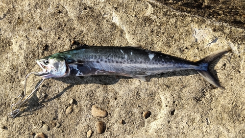 サゴシの釣果