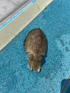 モンゴウイカの釣果