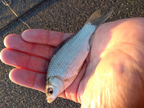 フナの釣果