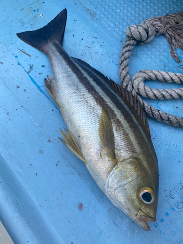 イサキの釣果