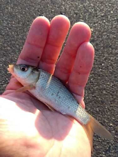 コイの釣果