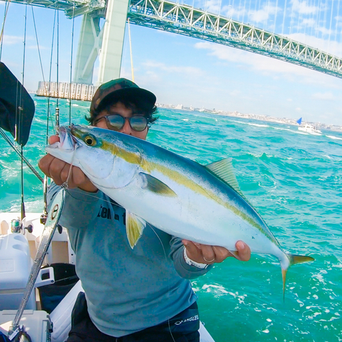 ハマチの釣果