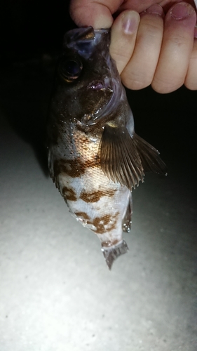 シロメバルの釣果