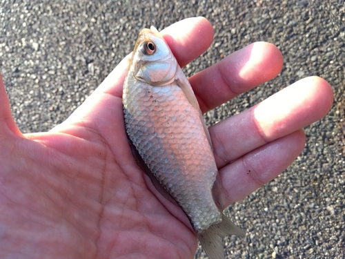 フナの釣果