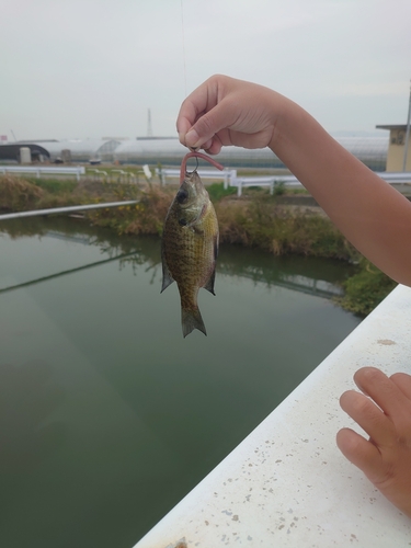 ブルーギルの釣果