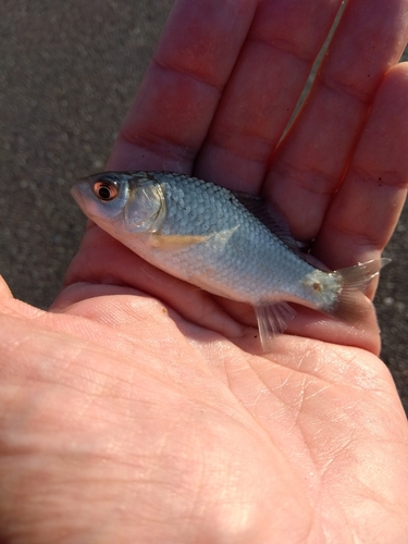 フナの釣果