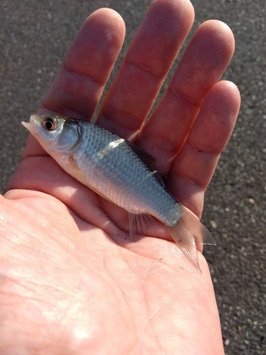 フナの釣果