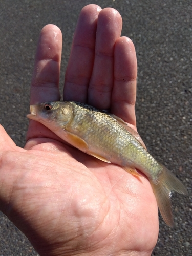 コイの釣果