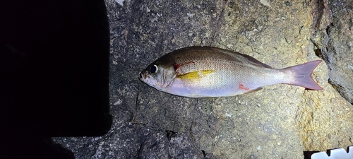 イサキの釣果