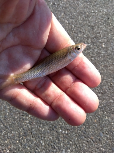 モロコの釣果