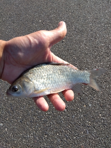 フナの釣果