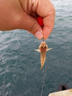 ハゼの釣果