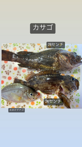 カサゴの釣果