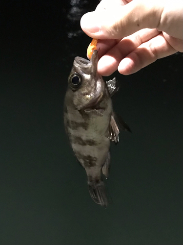 シロメバルの釣果