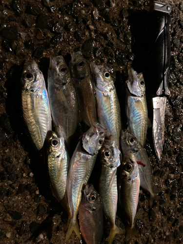 アジの釣果