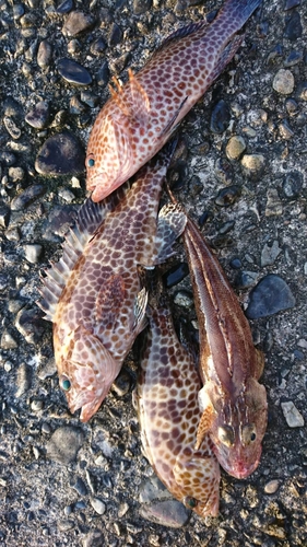 オオモンハタの釣果