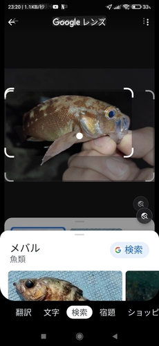 ガヤの釣果