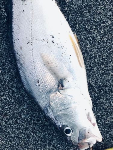 ニベの釣果