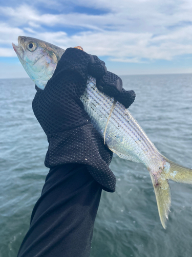 コノシロの釣果