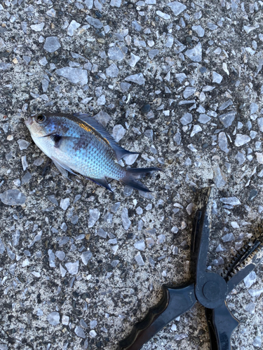 スズメダイの釣果