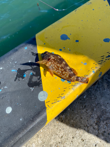 アラカブの釣果