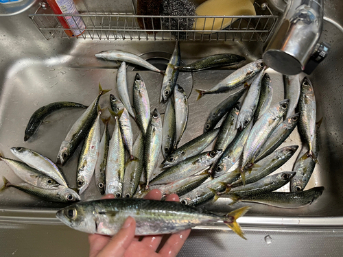 サバの釣果