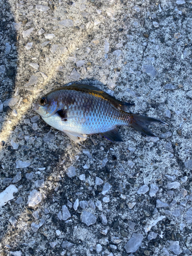 スズメダイの釣果