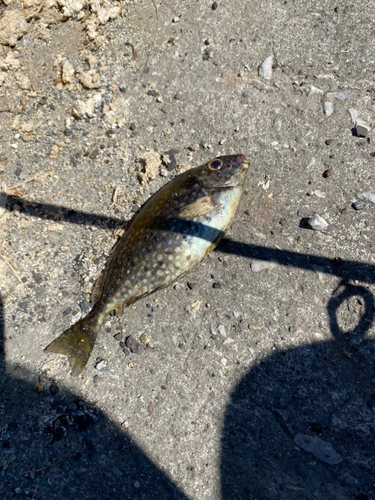 アイゴの釣果