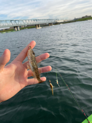 マハゼの釣果